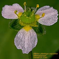 Image result for Alismataceae