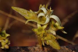 Image result for Vangueriopsis lanciflora