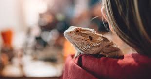 Urban exotics pet shop, we stock reptiles, birds, fish, furry pets, lizards, snakes and even exotic animals. 12 Best Pet Reptiles Guide For Beginners And Experts Alike