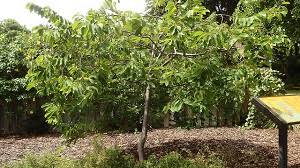 Maybe you would like to learn more about one of these? Atemoya Annona Cherimola X A Squamosa