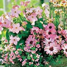 Naturliche Blutenpracht Sommerblumen Fur Den Landhausgarten Pflanzideen Garten Ideen Sommerblumen