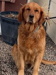 Margot 3 Years Old Female Turkey Dog Adopted 2 28 20 Golden Retriever Rescue