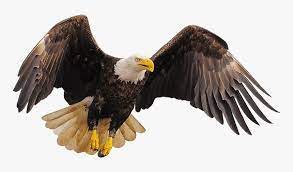 Transparent Bald Eagles Clipart Roosting Eagle Hd Png Download Is Free Transparent Png Image Download And Use It For Your Personal Bald Eagle Eagle Eagles