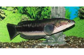 They perfectly get along with any fish. Snakeheads Petguide