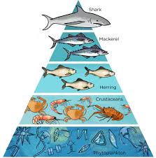 Maybe you would like to learn more about one of these? Feeding Relationships Interactions And Interdependence Within The Environment Siyavula