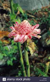 Download This Stock Image Torch Ginger Etlingera Elatior Bloomimg Malaysia Borneo Ada6k4 From Alamy S Library Of Millions Torch Ginger Borneo Malaysia