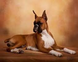 We are a group of volunteers, dedicated to finding loving forever homes for unwanted the boxer rescue, inc. Boxer Breeders In California Top 7 Picks 2021 We Love Doodles
