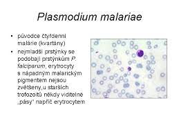 Akutní průběh, neléčená smrtelná plasmodium vivax původce třídenní malárie. Krevn Paraziti Petra Kubkov Okm Trypanosomy Leishmanie Plasmodia