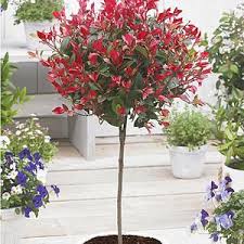 Rotlaubige Glanzmispel Immergruner Blattschmuck Blumen Fur Garten Vorgarten Pflanzen Pflanzen