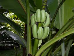 Image result for Musa ornata