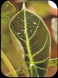 Image result for Hippocratea goetzei
