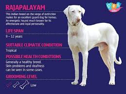 Image result for rajapalayam dog