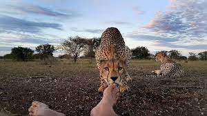 11 Special Ways To Celebrate All Women On Mothers Day Animals Animals Wild Cheetahs
