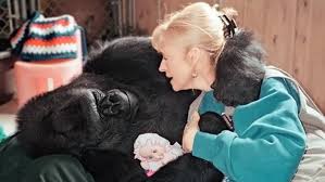 Koko & the gorilla foundation. Is Koko S Clock Ticking Stanford Magazine