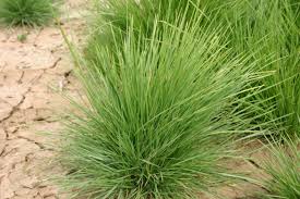 Dwarf Hairgrass Browning In Cycling Tank | Uk Aquatic Plant Society