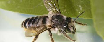This is why it pays to be aware of masonry bees and to be alert to the presence of them around your home. Leafcutter Bees Missouri Department Of Conservation