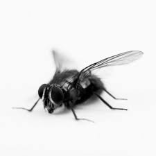Black And White Insect With Wings Close Up Of Black And White Blue Bottle Fly Blue Bottle Black And White Insect Art