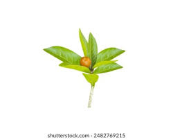 Image result for Hugonia elliptica