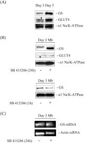 Han tar hand om sin. Constitutive Activation Of Gsk3 Down Regulates Glycogen Synthase Abundance And Glycogen Deposition In Rat Skeletal Muscle Cells Journal Of Biological Chemistry