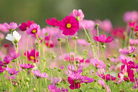 Where to plant cosmos in garden. Cosmos Flowers
