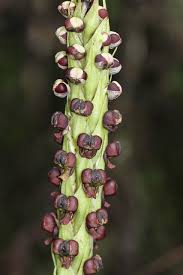 Image result for Corycium