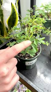 Image result for Mimosa pudica
