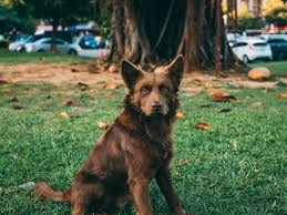 Image result for domestic dog