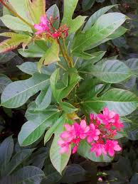 Image result for Jatropha campestris