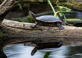 Remove & relocate if a snapping turtle is causing problems in your pond, your best bet is to safely and humanely remove it. Keeping Turtles Off The Hook