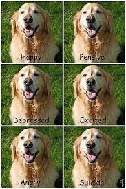 The golden retriever's official breed name pretty much speaks for itself. What S The Difference Between A Labrador And A Golden Retriever Quora