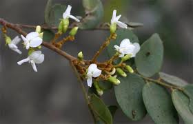 Image result for Dalbergia nitidula
