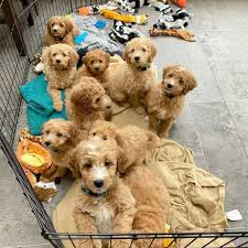 In addition to goldendoodles, they breed tons of different doodle types including the sheepadoodle, bernedoodle, and australian labradoodle on their 10 acre property in illinois. Goldendoodle Newnan Ga Hilltop Goldendoodle Puppy Facebook