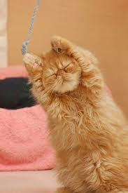 Kedilerin Yanak Tuyleri Biyiklari Kadar Uzarsa Ya Da Fazla Kilodan Yanaklari Sismisse Yon Duygularini Sasirabilirler Kedi Cat Cute Animals Cute Cats Cats