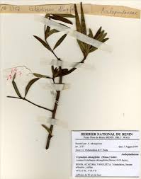 Image result for Cryptolepis oblongifolia