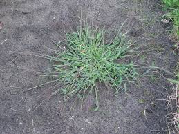 Image result for Digitaria eylesii