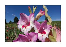 Image result for Gladiolus crassifolius