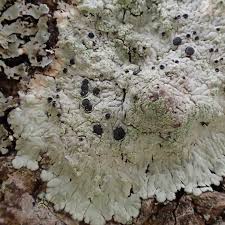 Image result for Diplocyclos tenuis