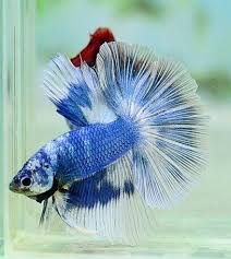 808 Ohm Blue Dragon Male Betta Fish Animals Beautiful Pretty Fish