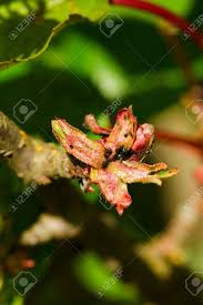 Controlling pests and diseases organic treatments. Vertical Photo Of Spring Cherry Leaves Attacked By Aphids Black Stock Photo Picture And Royalty Free Image Image 58838344