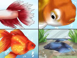 How To Treat Fish Diseases 13 Steps With Pictures Wikihow