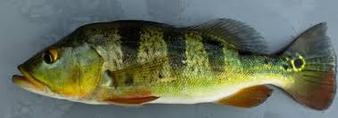 As the weather gets warmer so florida peacock bass fishing this month has been good despite this being the slowest time of the. Peacock Bass Invasion Had Devastating Long Term Impact On Panama S Fish Smithsonian Insider