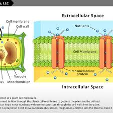 A cell wall is a fairly rigid layer surrounding, outside the cell membrane, the cells of plants and certain bacteria, archaea (archaebacteria), fungi, and algae. Illustrate A Plant Cell Wall And Osmosis Other Art Or Illustration Contest 99designs