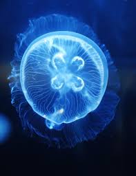 Here's what you need to know before you bring them home. Pet Jellyfish Jellyfish Tanks Food Supplies Retailer Uk In 2021 Pet Jellyfish Jellyfish Tank Jellyfish Tank Pets