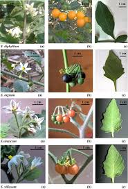 Image result for Solanum campylacanthum 'panduriforme type'
