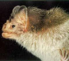 The white winged vampire bat (there are 3 types of vampire bats) mainly feeds on birds. 12 Bat Diaemus Youngi Ideas Bat Vampire Bat Chiroptera