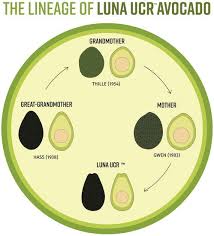 Image result for Light Avocado 1983 Fedders
