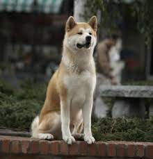 Hachiko was a japanese akita dog who waited nearly a decade for his dead owner to return. Cineclub Filmkritik Hachiko Eine Wunderbare Freundschaft