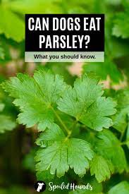 As mentioned above, while parsley is a safe herb for most dogs, it should not be given to pregnant dogs because it has uterine stimulation action. Can Dogs Eat Herbs What To Know About Dogs And Herbs Can Dogs Eat Dog Eating Vegan Dog