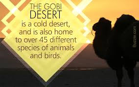 Visit remote monasteries in the gobi desert mongolia. These Animals Found In The Gobi Desert Are Really Intriguing Animal Sake