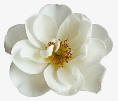 Top 15 japanese cherry blossom flowers: Cherry Blossom Flower Png Images Transparent Cherry Blossom Flower Image Download Pngitem